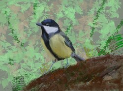 Great tit